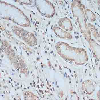 TCEB2 / Elongin B Antibody