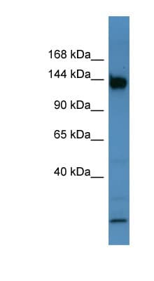 BNC1 / Basonuclin Antibody (aa781-830)