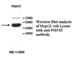 PHF10 Antibody (aa153-401)