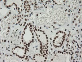 ZSCAN18 / ZNF447 Antibody (clone OTI2H7, Carrier-free)