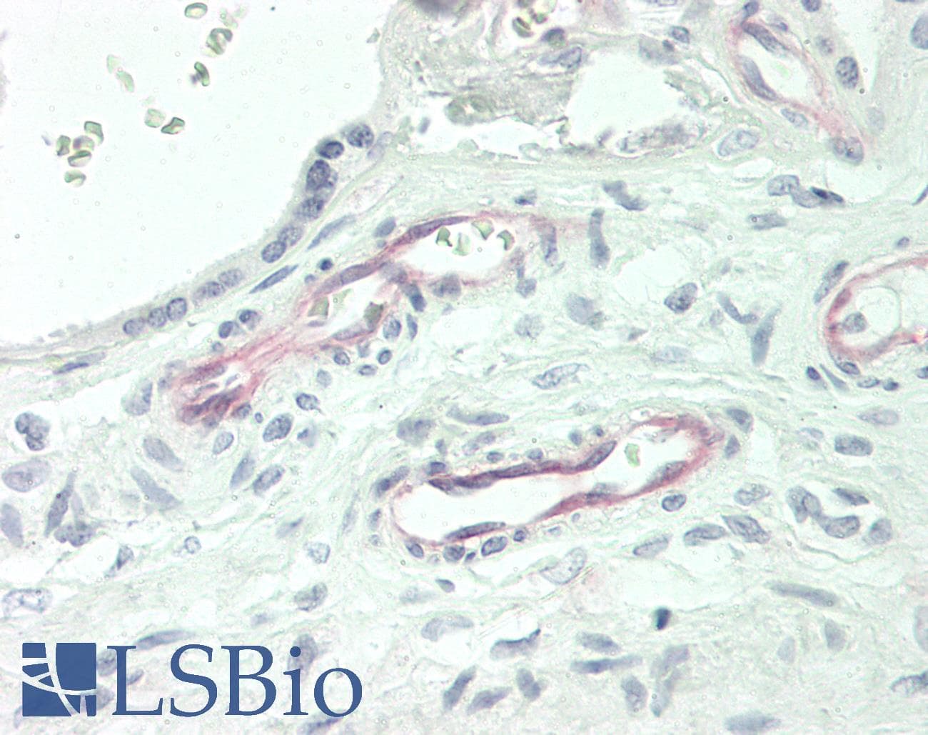 IHC-plus™ FCAR / CD89 Antibody (aa58-84)