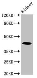 Paralemmin / PALM Antibody