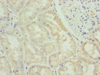 FAM122B Antibody