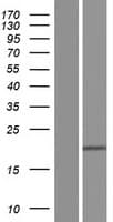 CXorf40A Protein (Over-Expression Lysate Myc-DDK (Flag))