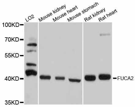 Polyclonal Rabbit anti-Human FUCA2 Antibody (WB)