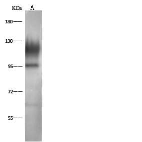 SELPLG / PSGL-1 / CD162 Antibody (Preservative Free)