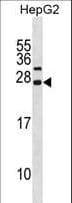 CDKN3 / KAP Antibody (aa39-68)
