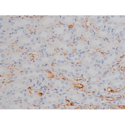 Polyclonal Rabbit anti-Human HSP90AB1 / HSP90 Alpha B1 Antibody (phospho-Ser254, IHC, IF, WB)