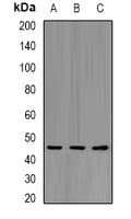 Polyclonal Rabbit anti-Human KIR2DL3 / CD152B2 Antibody (IF, WB)