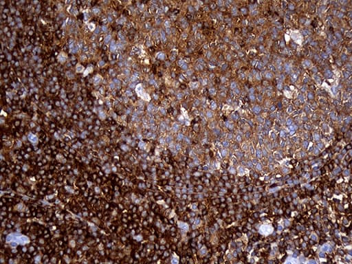 SH3BP1 Antibody (clone OTI2F4, Carrier-free)