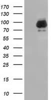 Monoclonal Mouse anti-Human BCAP / PIK3AP1 Antibody (clone OTI1C3, IF, WB)