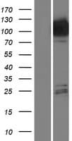 Human HK3 / Hexokinase 3 Protein (Over-Expression Lysate Myc-DDK (Flag))