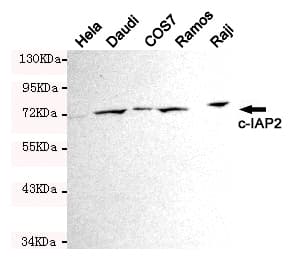 BIRC3 / cIAP2 Antibody