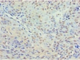 HDAC3 Antibody (aa1-428)