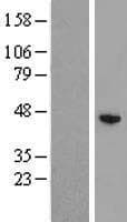 ZCCHC12 Protein (Over-Expression Lysate Myc-DDK (Flag))