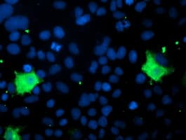PNPO Antibody (clone OTI3B3)