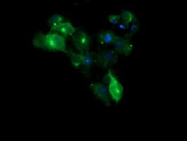 CHGA / Chromogranin A Antibody (clone OTI2D7)