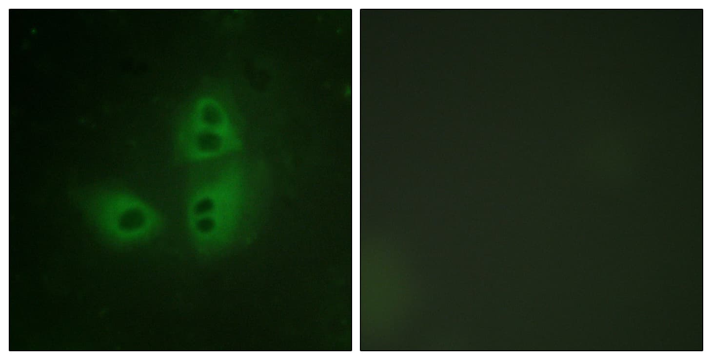 IHC-plus™ NOS1 / nNOS Antibody (aa818-867)