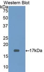 CD3D Antibody (aa18-113)