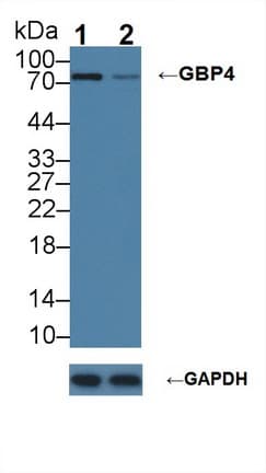 GBP4 / Mpa2 Antibody (aa1-292)