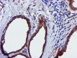 EPN2 Antibody (clone OTI1F5)