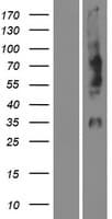 OPN1MW / GCP Protein (Over-Expression Lysate Myc-DDK (Flag))