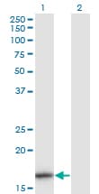 IL36B Antibody (clone 1E4)