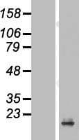 PRAP1 Protein (Over-Expression Lysate Myc-DDK (Flag))