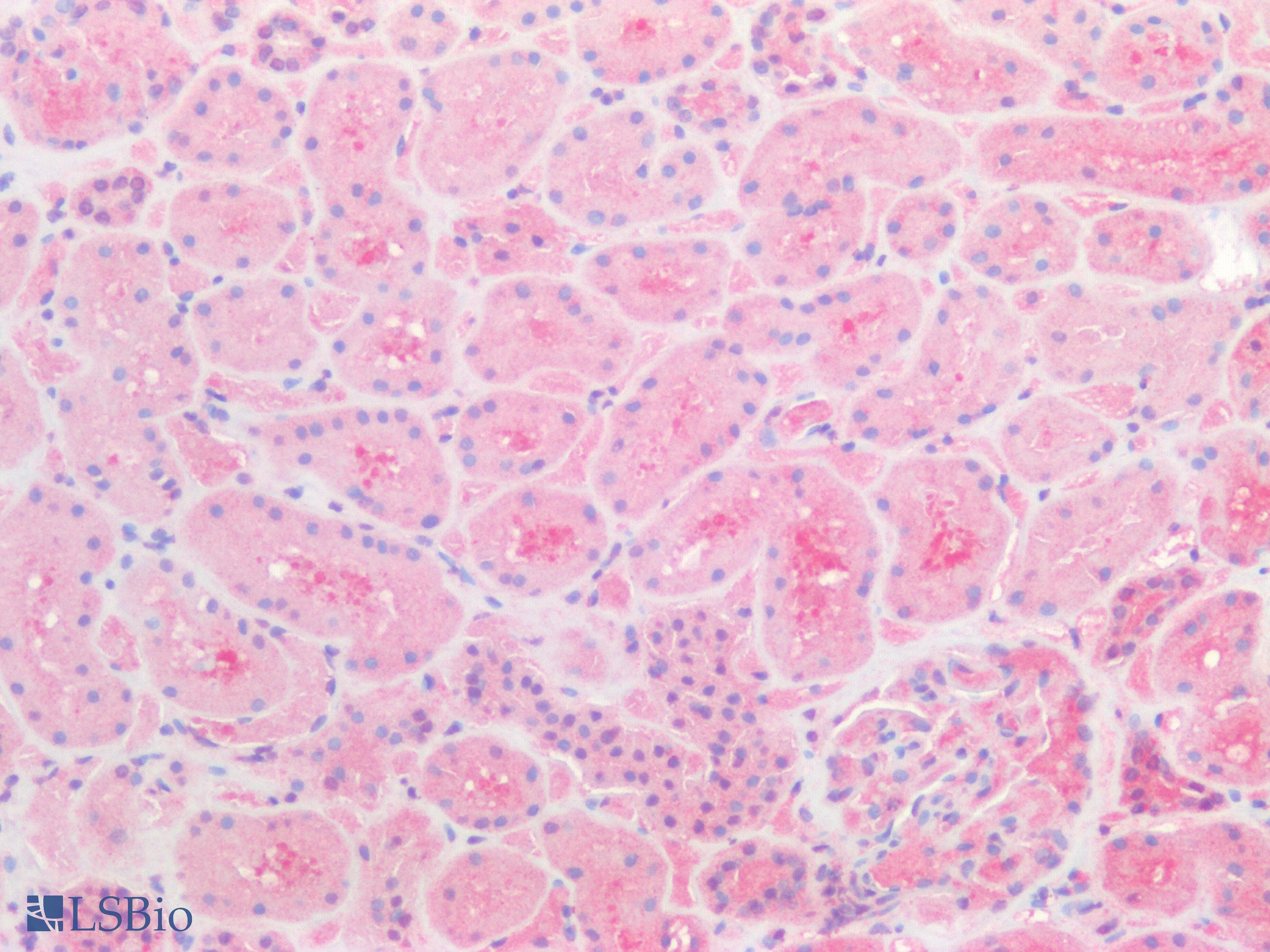 IHC-plus™ TCP1 Antibody (aa544-556)