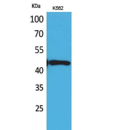 TNFRSF25 / DR3 Antibody (230-310 aa, Internal)