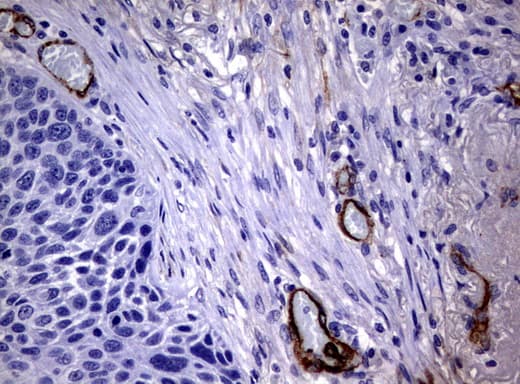 Adiponectin Antibody (aa19-244, clone UMAB104, Carrier-free)