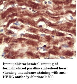 KCNH2 / HERG Antibody