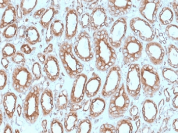 Monoclonal Mouse anti-Human CANX / Calnexin Antibody (clone CANX/1543, Azide-free,BSA-free, IHC, WB)
