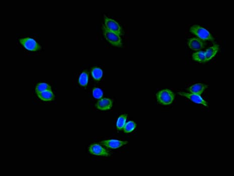 COMMD1 Antibody