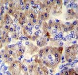 SPRED3 Antibody (aa31-59)