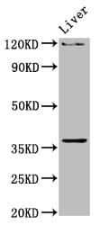 USF2 Antibody