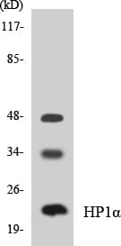 CBX5 / HP1 Alpha Antibody (aa37-86)