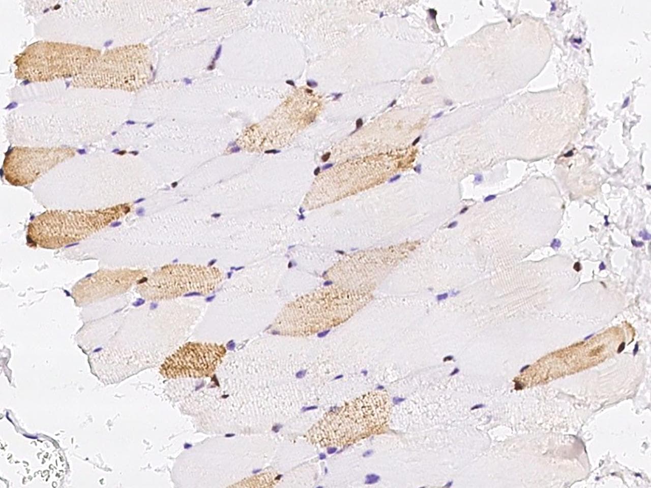 CLOCK Antibody