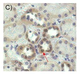 NAMPT / Visfatin Antibody (clone OMNI379, Biotin)