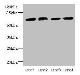 CEP63 Antibody (aa1-495)