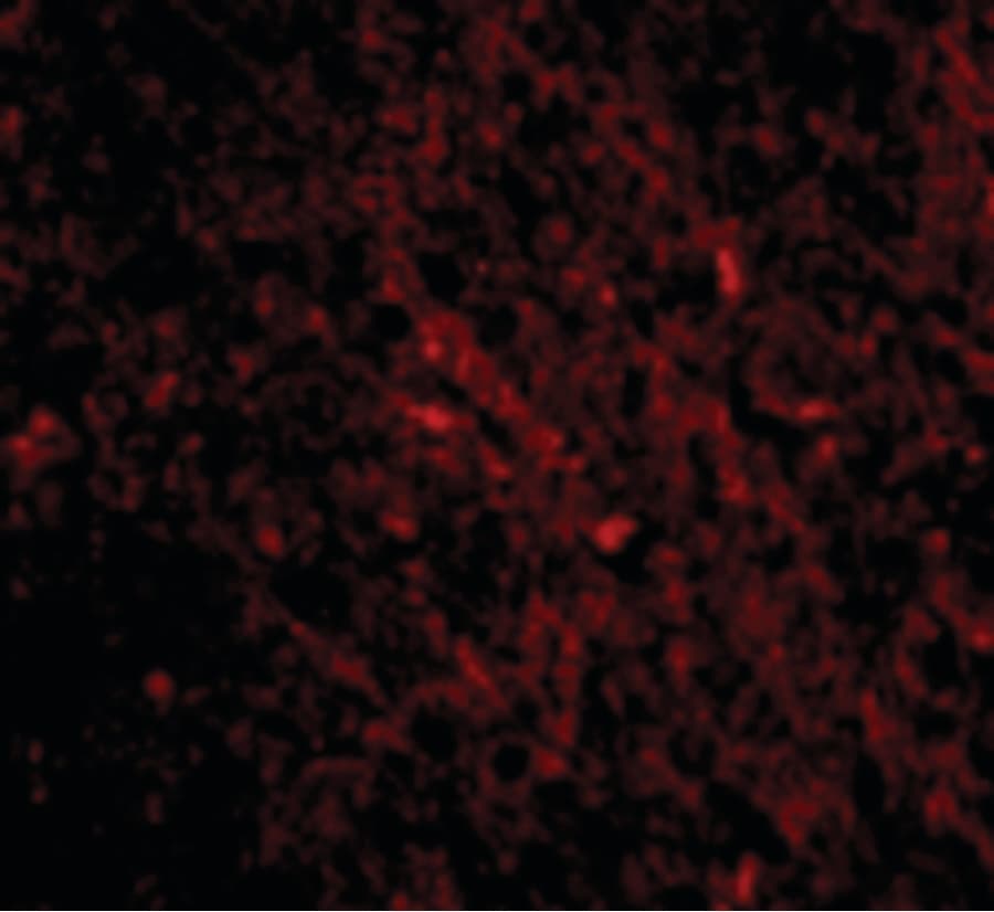 IHC-plus™ Polyclonal Rabbit anti-Human SCO1 Antibody (IHC, IF, WB)