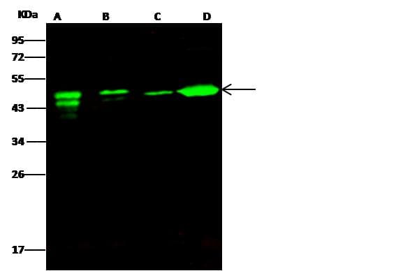 ATXN7L3 Antibody (Preservative Free)
