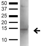 Polyclonal Rabbit anti-Human GABARAP Antibody (IF, WB)