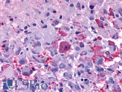 PathPlus™ GPR137B Antibody (Cytoplasmic Domain)