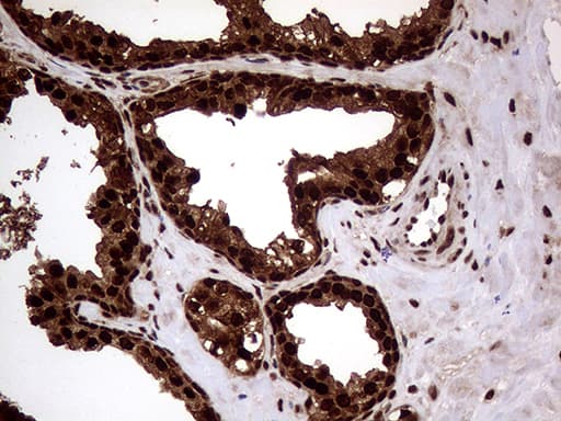 TALDO1 / Transaldolase 1 Antibody (clone OTI1A5, Carrier-free)