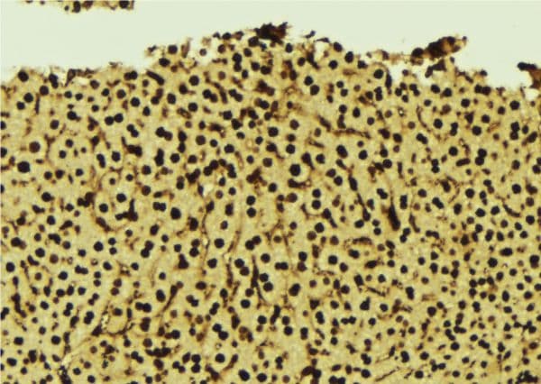 GNB2L1 / RACK1 Antibody