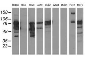 BCAP / PIK3AP1 Antibody (clone OTI6H6)