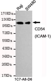 ICAM-1 / CD54 Antibody
