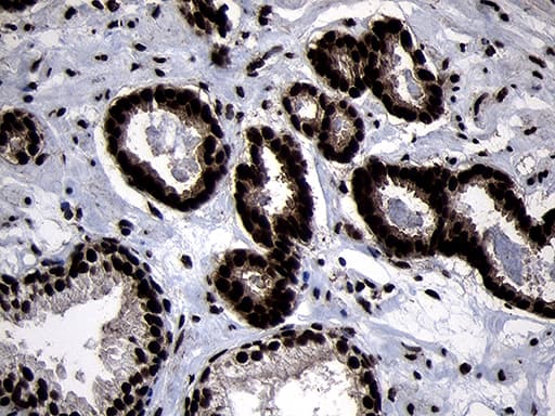 HOXC4 Antibody (clone OTI1F6, Carrier-free)