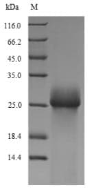 Trichoderma rodA / Hydrophobin Protein (Recombinant 6His-SUMO, N-terminus)